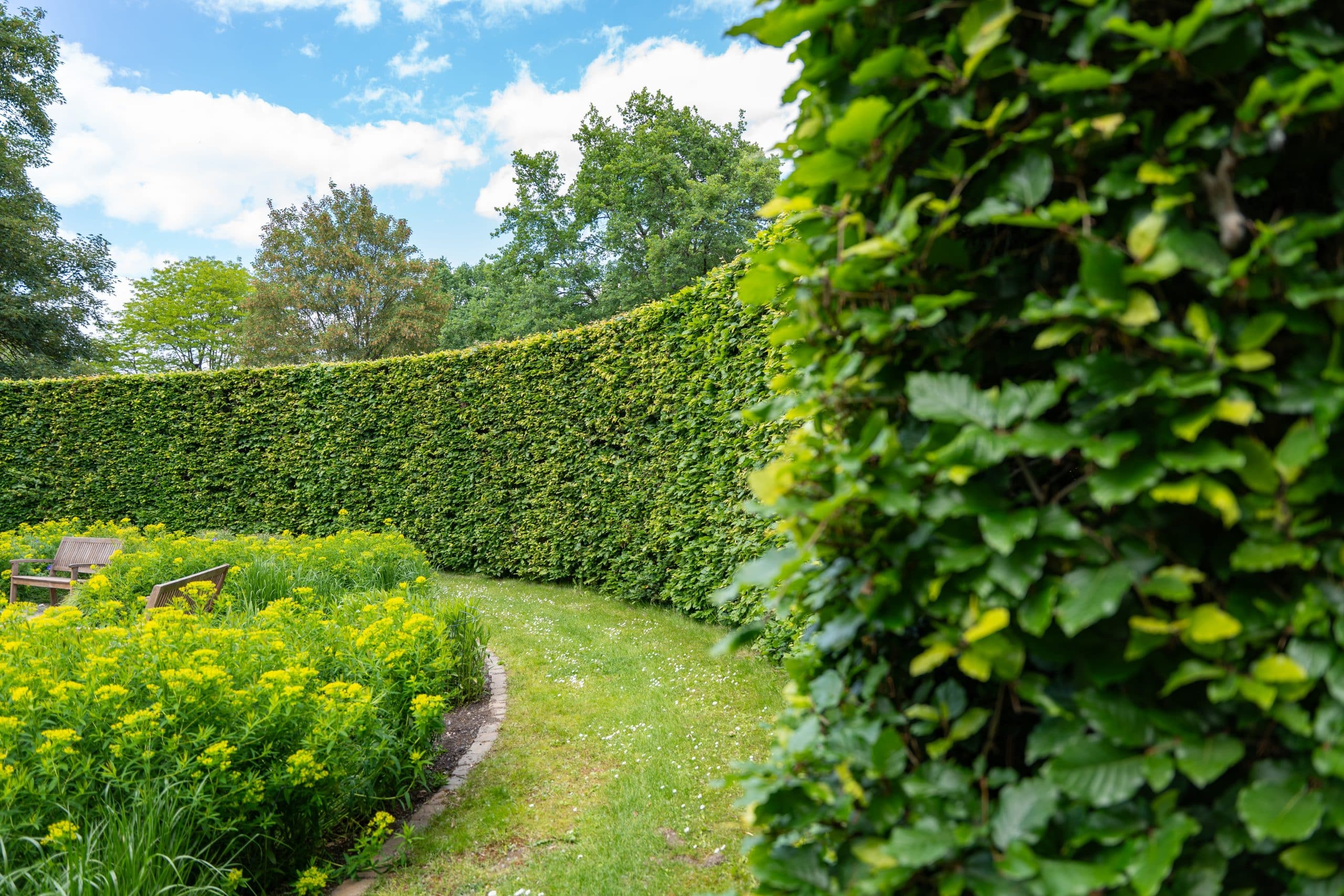 How to Choose the Right Hedge Species for a Commercial Site