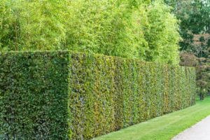 hedges