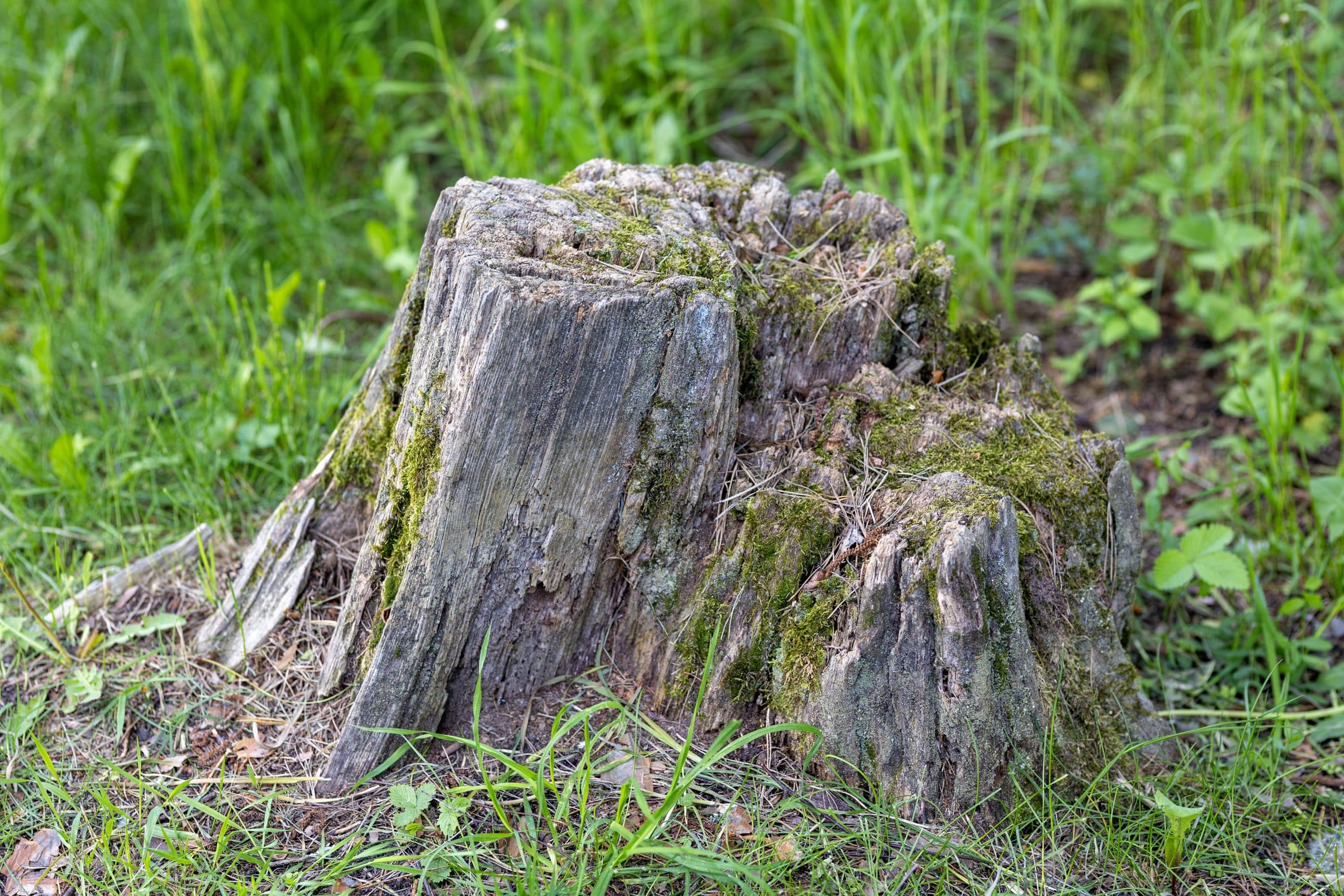 What Is Stump Grinding and Why Do Businesses Use It?