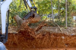 stump removal