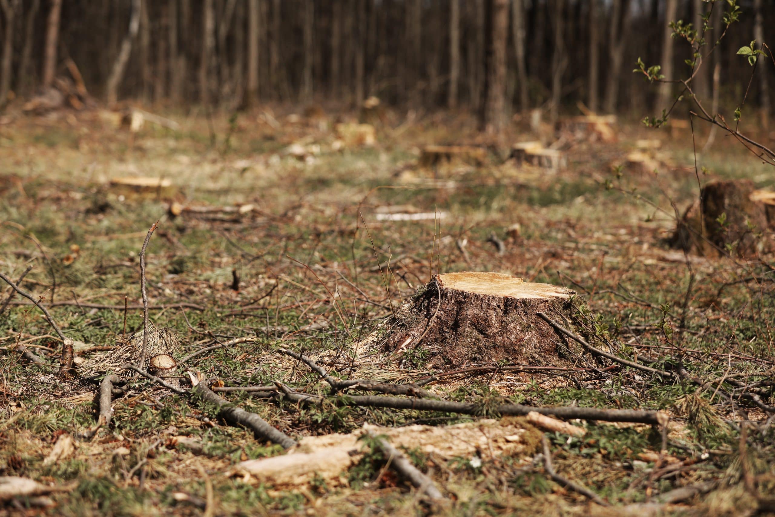 Commercial Stump Removal: Grinding vs Full Excavation