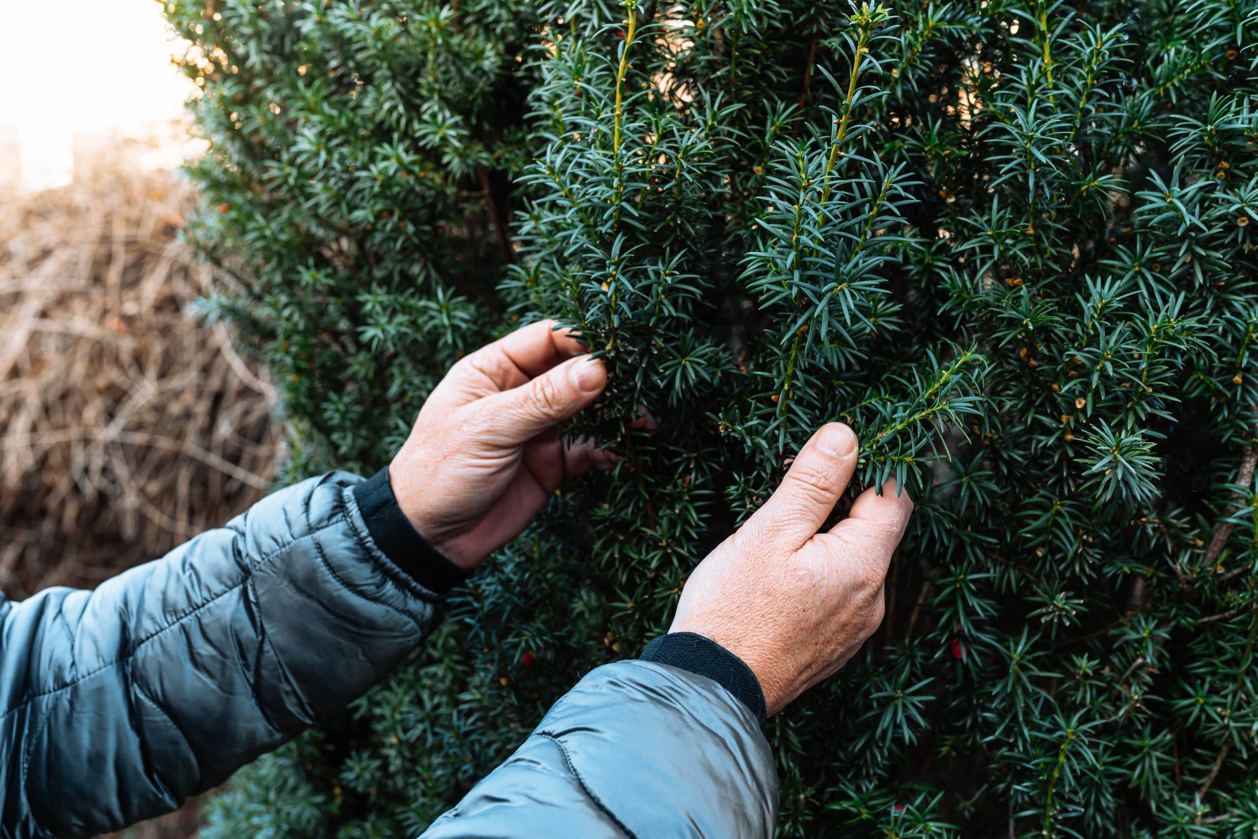 Hedge Planting in Essex: Season, Costs and the First Two Years