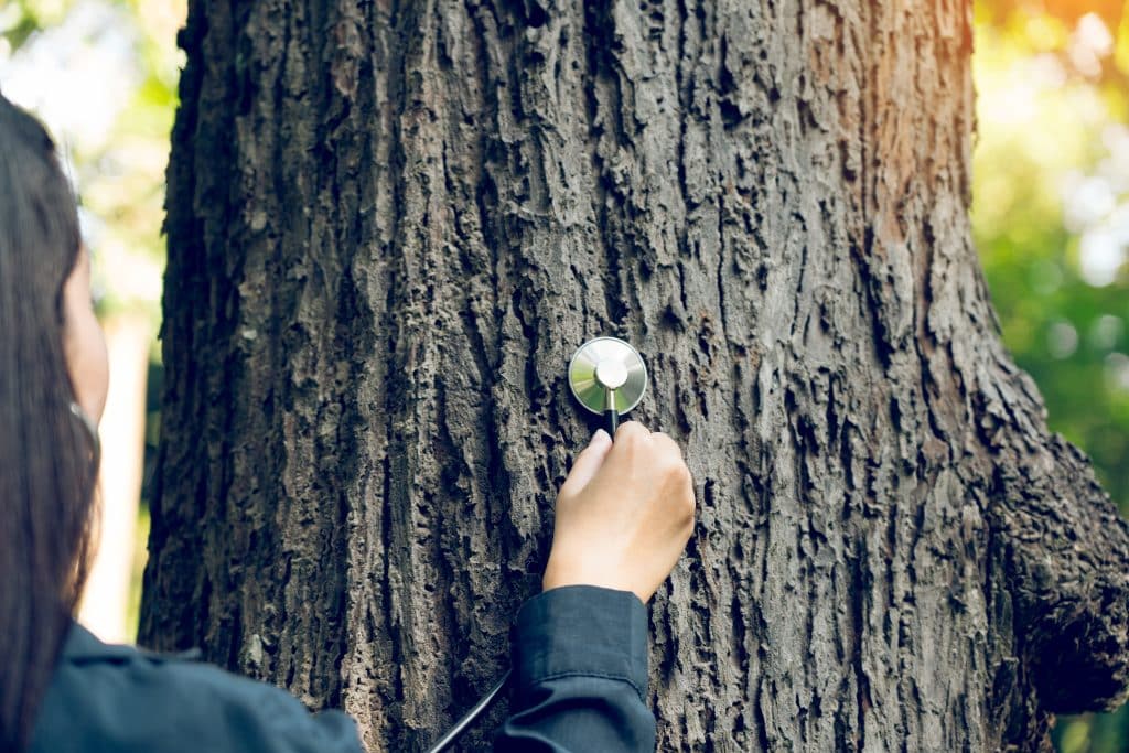 tree survey