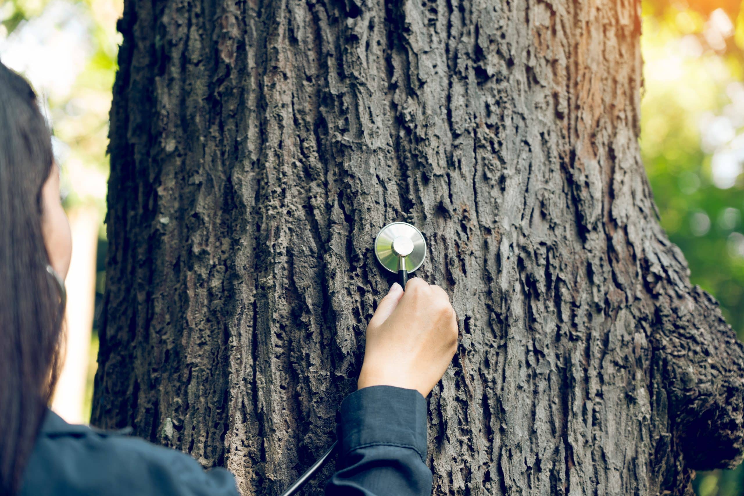Tree Surveys in Essex: What They Cover, Cost and When You Need One